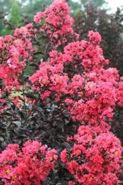 Midnight Magic Crape Myrtle (Multi Trunk) - 7 Gallon Pot -Herbers Zone Crape Myrtle Midnight Magic 1