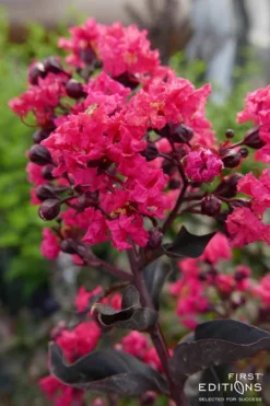 Midnight Magic Crape Myrtle (Multi Trunk) - 7 Gallon Pot -Herbers Zone Crape Myrtle Midnight Magic 2