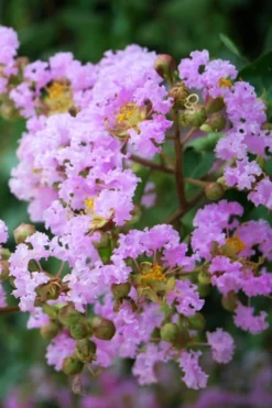 Muskogee Lavender Crape Myrtle Tree (Single Trunk) - 5 Gallon Pot -Herbers Zone Crape Myrtle Muskgogee BS