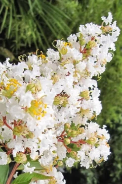 Natchez White Crape Myrtle - 6 Pack Of 1 Gallon Pots -Herbers Zone Crape Myrtle Natchez 11 4