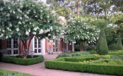 Natchez White Crape Myrtle - 1 Gallon Pot -Herbers Zone Crape Myrtle Natchez 13 1