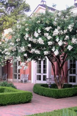 Natchez White Crape Myrtle (Multi Trunk) - 7 Gallon Pot (4-5') -Herbers Zone Crape Myrtle Natchez 14