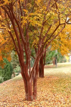 Natchez White Crape Myrtle Tree (Single Trunk) - 5 Gallon Pot -Herbers Zone Crape Myrtle Natchez 17