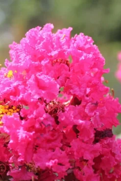 Pink Velour Crape Myrtle Tree - 3 Gallon Pot -Herbers Zone Crape Myrtle Pink Velour 14