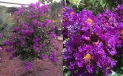 Purple Magic Crape Myrtle - 3 Gallon Pot 10 Purple Magic Crape Myrtle - 3 Gallon Pot -Herbers Zone Crape Myrtle Purple Magic 12 1