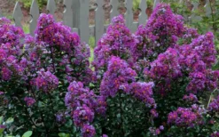 Purple Magic Crape Myrtle - 3 Gallon Pot 11 Purple Magic Crape Myrtle - 3 Gallon Pot -Herbers Zone Crape Myrtle Purple Magic 13 1