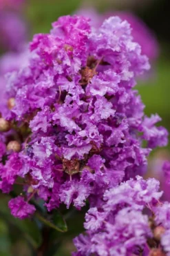 Purple Magic Crape Myrtle Tree (Single Trunk) - 7 Gallon Pot (6-7') 8 Purple Magic Crape Myrtle Tree (Single Trunk) - 7 Gallon Pot (6-7') -Herbers Zone Crape Myrtle Purple Magic 20 500x750 1
