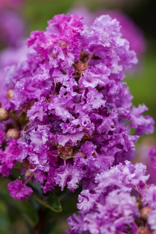 Purple Magic Crape Myrtle - 3 Gallon Pot 1 Purple Magic Crape Myrtle - 3 Gallon Pot