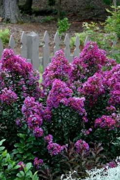 Purple Magic Crape Myrtle - 3 Gallon Pot 9 Purple Magic Crape Myrtle - 3 Gallon Pot -Herbers Zone Crape Myrtle Purple Magic 500x750 1