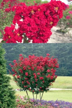 Red Rocket Crape Myrtle - 6 Pack Of 1 Gallon Pots -Herbers Zone Crape Myrtle Red Rocket 500x750 1