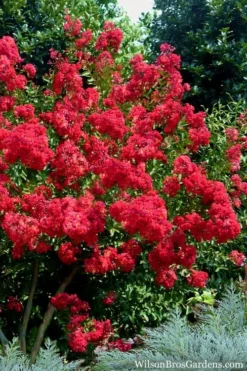 Red Rocket Crape Myrtle - 1 Gallon Pot -Herbers Zone Crape Myrtle Red Rocket 7 1