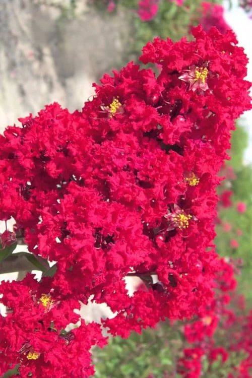 Red Rocket Crape Myrtle - 3 Gallon Pot (Single Trunk Tree) 1 Red Rocket Crape Myrtle - 3 Gallon Pot (Single Trunk Tree)