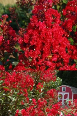 Red Rooster Crape Myrtle - 3 Gallon Pot -Herbers Zone Crape Myrtle Red Rooster 2 500 x750