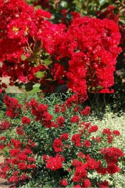 Red Rooster Crape Myrtle - 7 Gallon Pot -Herbers Zone Crape Myrtle Red Rooster 5 x750 2