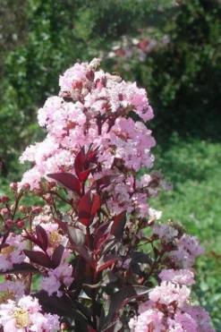 Rhapsody In Pink Crape Myrtle - 1 Gallon Pot -Herbers Zone Crape Myrtle Rhapsody In Pink 10
