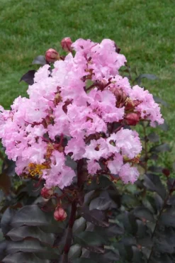 Rhapsody In Pink Crape Myrtle - 6 Pack Of 1 Gallon Pots -Herbers Zone Crape Myrtle Rhapsody In Pink 11 1