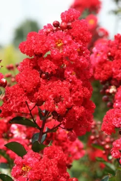 Ruffled Red Magic Crape Myrtle Tree (Single Trunk) - 7 Gallon Pot (5-6') -Herbers Zone Crape Myrtle Ruffled Red Magic 500x750 1