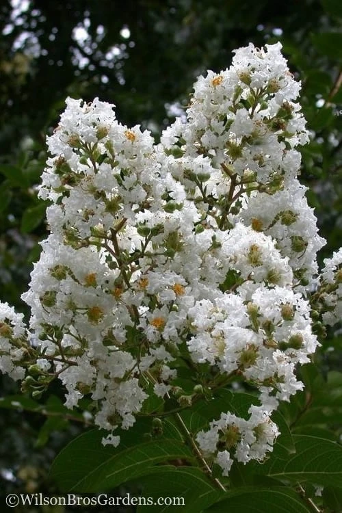 Sarah's Favorite Crape Myrtle - 5 Gallon Pot