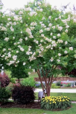 Sarah's Favorite Crape Myrtle - 1 Gallon Pot -Herbers Zone Crape Myrtle Sarahs Favorite 8 1