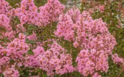 Sioux Pink Crape Myrtle - 1 Gallon Pot -Herbers Zone Crape Myrtle Sioux Pink 51