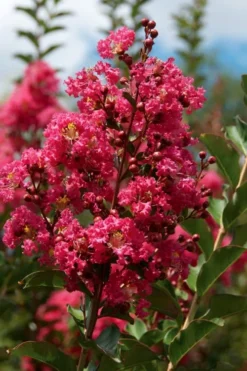 Tonto Red Crape Myrtle - 3 Gallon Pot -Herbers Zone Crape Myrtle Tonto 10 2