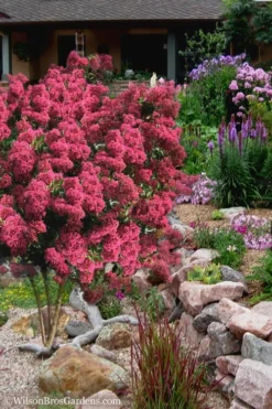 Tonto Red Crape Myrtle - 7 Gallon Pot (3-4') 10 Tonto Red Crape Myrtle - 7 Gallon Pot (3-4') -Herbers Zone Crape Myrtle Tonto 13 2