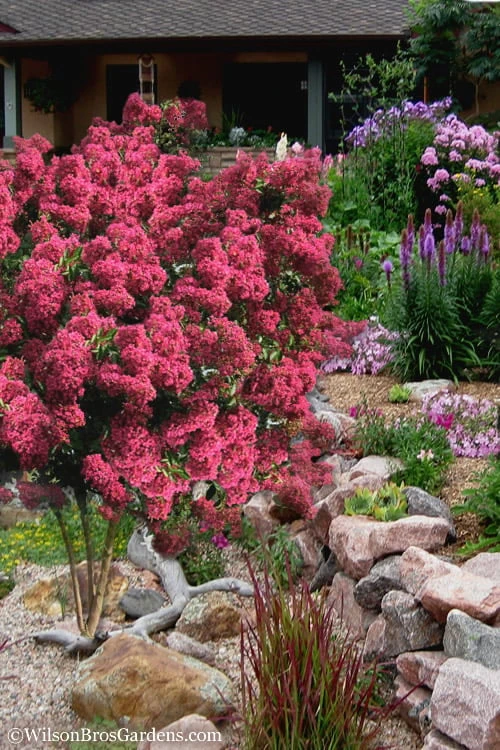 Tonto Red Crape Myrtle - 7 Gallon Pot (3-4') 5 Tonto Red Crape Myrtle - 7 Gallon Pot (3-4') - Image 5