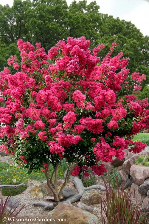 Tonto Red Crape Myrtle - 5 Gallon Pot 1 Tonto Red Crape Myrtle - 5 Gallon Pot