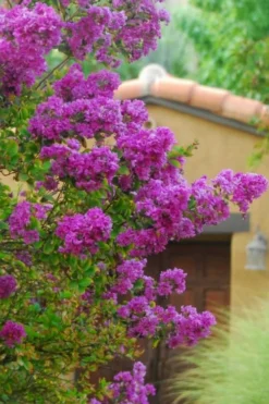Zuni Purple Crape Myrtle - 6 Pack 1 Gallon Pots -Herbers Zone Crape Myrtle Zuni 2 1