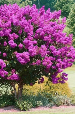 Zuni Purple Crape Myrtle - 6 Pack 1 Gallon Pots -Herbers Zone Crape Myrtle Zuni 4 1