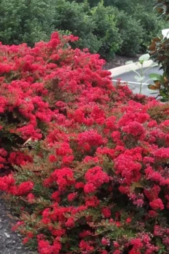 Cherry Dazzle Dwarf Crape Myrtle - 3 Gallon Pot -Herbers Zone Crape20Myrtle Cherry Dazzle 500x750 2