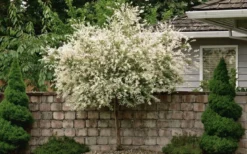 Variegated Dappled Willow Tree - Salix Integra 'Hakuro Nishiki' - 3 Gallon Pot - Tree Form -Herbers Zone Dappled Willow Tree 1