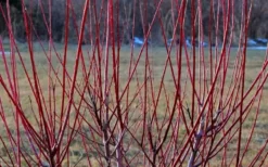 Variegated Dappled Willow Tree - Salix Integra 'Hakuro Nishiki' - 1 Gallon Pot - Tree Form -Herbers Zone Dappled Willow Tree Stems 2