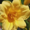 Stella De Oro Daylily - 6 Pack Of 1 Gallon Pots