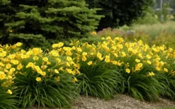 Stella De Oro Daylily - 3 Pack Of Quart Pots -Herbers Zone Daylily Stella De Oro 26