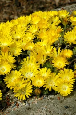 Banana Blast Yellow Ice Plant (Delosperma) - 10 Pack Of Pint Pots -Herbers Zone Delosperma Hot Cakes Banana Blast 2