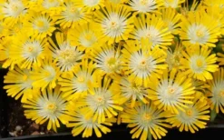 Banana Blast Yellow Ice Plant (Delosperma) - 10 Pack Of Pint Pots -Herbers Zone Delosperma Hot Cakes Banana Blast 3