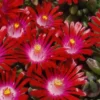 Saucy Strawberry Red Ice Plant (Delosperma) - 10 Pack Of Quart Pots