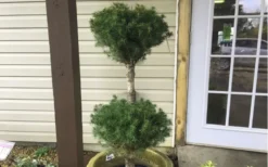 Poodle Tier Dwarf Alberta Spruce Topiary (2-Ball) - 2 Gallon Pot 7 Poodle Tier Dwarf Alberta Spruce Topiary (2-Ball) - 2 Gallon Pot -Herbers Zone Dwarf Alberta Spruce Poodle Tier