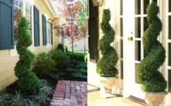 Spiral Dwarf Alberta Spruce Topiary - 3 Gallon Pot 7 Spiral Dwarf Alberta Spruce Topiary - 3 Gallon Pot -Herbers Zone Dwarf Alberta Spruce Spiral 1