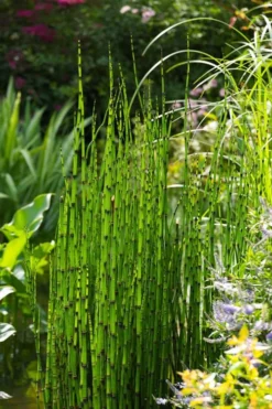 Horsetail Reed Grass - Equisetum Hyemale - 8 Pack Of 1 Gallon Pots -Herbers Zone Equisetum Hymale 11