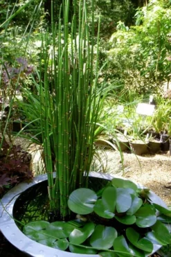 Horsetail Reed Grass - Equisetum Hyemale - 8 Pack Of 1 Gallon Pots -Herbers Zone Equisetum Hymale 14