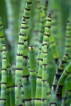 Horsetail Reed Grass - Equisetum Hyemale - 8 Pack Of 1 Gallon Pots -Herbers Zone Equisetum Hymale 15