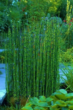 Horsetail Reed Grass - Equisetum Hyemale - 8 Pack Of 1 Gallon Pots -Herbers Zone Equisetum Hymale 16