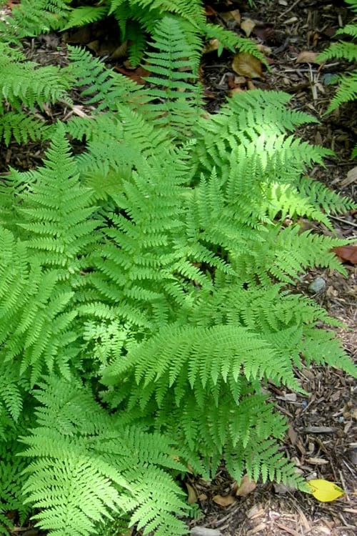 Southern Wood Fern (Thelypteris Kunthii) - 6 Pack Of 1 Gallon Pots 6 Southern Wood Fern (Thelypteris Kunthii) - 6 Pack Of 1 Gallon Pots - Image 6