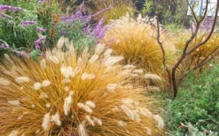 Hameln Dwarf Hardy Fountain Grass (Pennisetum) - 1 Gallon Pot 11 Hameln Dwarf Hardy Fountain Grass (Pennisetum) - 1 Gallon Pot -Herbers Zone Fountain Grass Hameln Fall