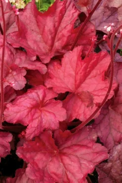 Fire Chief Heuchera (Coral Bells) - 10 Pack Of Quart Pots -Herbers Zone Heuchera Fire Chief 2