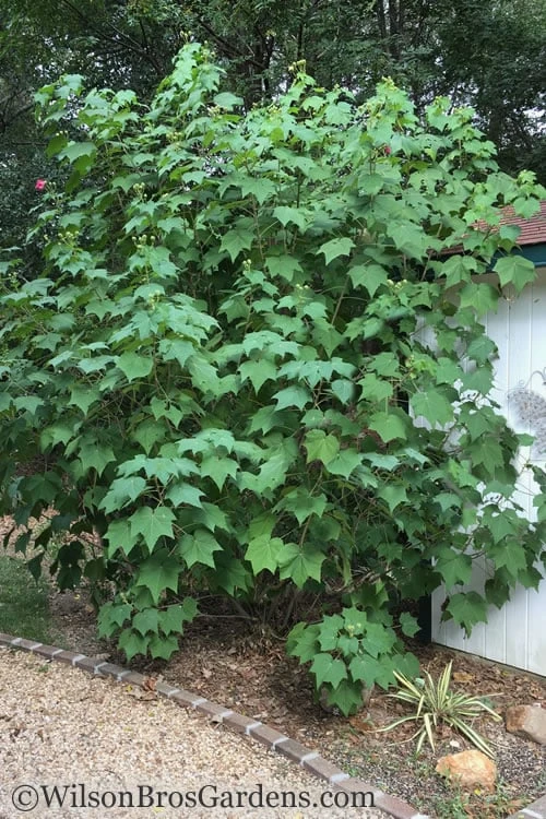 Confederate Rose Hibiscus (Rose Mallow) - 3 Pack Of Quart Pots 4 Confederate Rose Hibiscus (Rose Mallow) - 3 Pack Of Quart Pots - Image 4