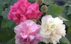 Confederate Rose Hibiscus - Rose Mallow - 3 Gallon Pot -Herbers Zone Hibiscus Mutabilis Confederate Rose 2