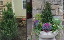 Pyramidal Compacta Japanese Holly - 3 Gallon Pot -Herbers Zone Holly Compacta Pyramidal 2